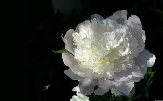 White Peony Microsoft Windows Desktop Wallpaper