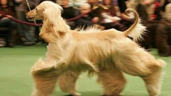 Photos Sighthound Afghan Hound Dogs Ginger Color Animals