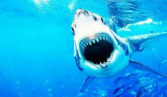 Jaws Wallpaper FHDq Archives D