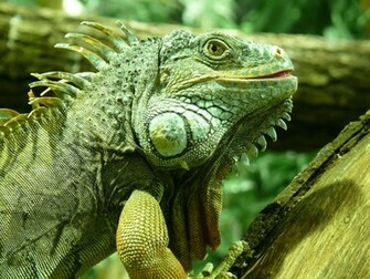 Animal Iguana Wallpaper