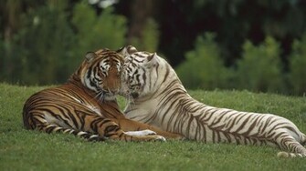 Cool Tiger Background HD Tigers Wallpaper And