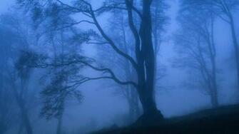 Nature Mystic Beech Forest Switzerland Picture Nr
