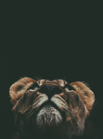 Cool Lion Wallpaper