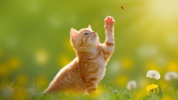 Animal Desktop Wp S Ideas In Animals Cats Cute
