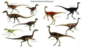 Columns Top To Bottom Left Right Procompsognathus