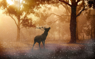 Beautiful Fallow Deer In Forest Autumn Wallpaper Retina