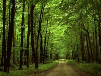 Top Screensaver Forest Road