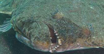 Halibut Commission Boosts Catch Limits For Most Of The Coast