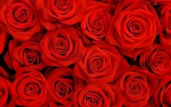 Flowers Wallpaper Red Rose Background