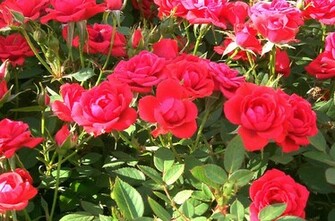 Rose Flowers Wallpaper Flower Garden
