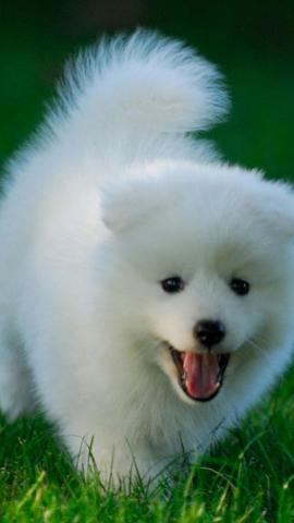 Best Dog iPhone HD Wallpaper