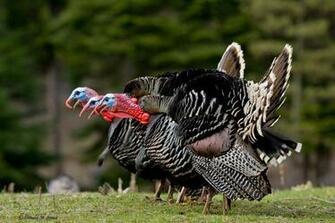 Turkey Gobbler Wallpaper Top Background