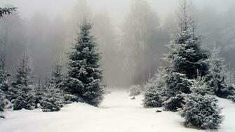 Winter Snow Fog Spruce Pine Trees High Quality Wallpaper