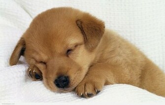Cute Dog Wallpaper HD In Animals Imageci
