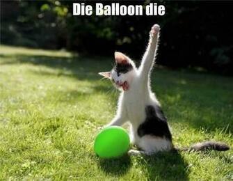 Funny Cat Playing Widescreen Wallpaper