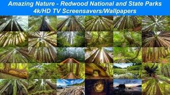 Amazing Nature Redwood National And State Parks 4k HD