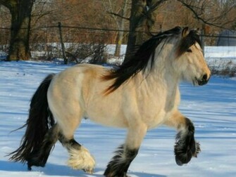 Gypsy Vanner Wallpaper