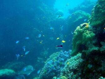 Fish Underwater Coral Reef Great Barrier Wallpaper
