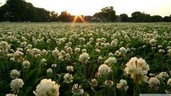 Field Of Wildflowers Wallpaper