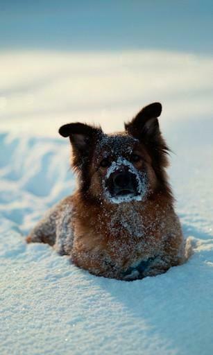 Bigger Dogs In The Snow HD Wallpaper For Android Screenshot