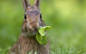 Rabbit Wallpaper And Image Pictures Photos