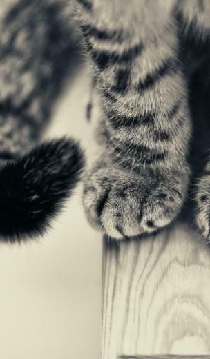 Cat Paws Desktop Wallpaper