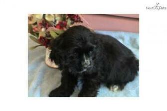 Cocker Spaniel Puppy For Akc Black Male