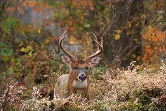 Whitetail Buck Wallpaper By Bellayona