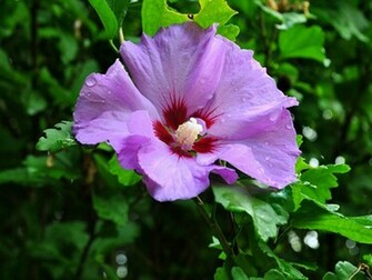 Hibiscus Flower Wallpaper Purple Desktop