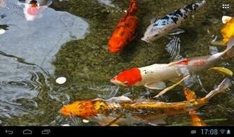 Free download Koi Fish Live Wallpaper Android Apps on Google Play