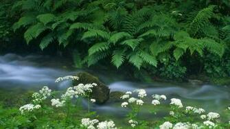 Water Scene HD Wallpaper