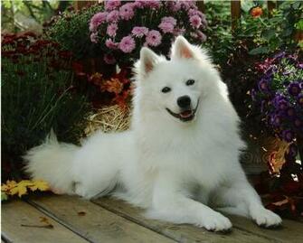 Dogs HD Wallpaper Photos Beautiful Puppies
