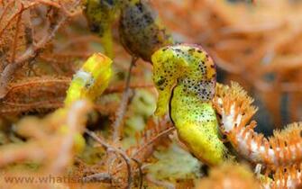 What Is A Coral Wallpaper Hippocampus Kuda En Spotted