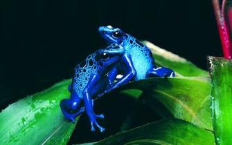 Coders Explore The Collection Frogs Animal Frog