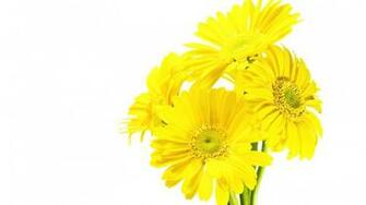 Yellow And White Wallpaper High Definition Quality