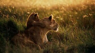 African Lion Full HD Desktop Wallpaper 1080p