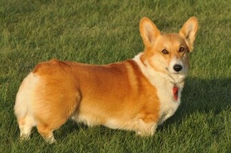 Pembroke Welsh Corgi Wallpaper Android Apps On Google Play
