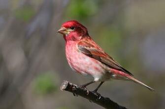 Purple Finch Wikipedia