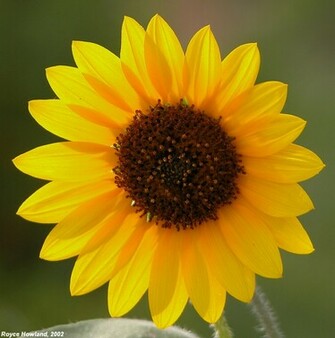 Cool Wallpaper Flowers