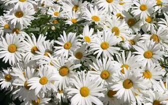 Daisy Wallpaper