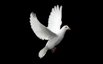 Tags Animals Dove Wallpaper