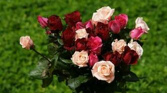 Rose Wallpaper Beautiful Roses