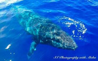 Humpback Whale Antarctic Wildlife Wallpaper