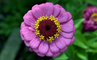 Purple Haze Flor Wallpaper