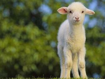 Cute Lamb Standing Wallpaper