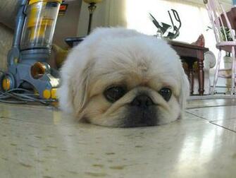 Funny And Cute Animals High Resolution Wallpaper