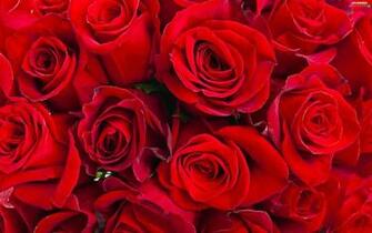 Roze Flowers Red Wallpaper