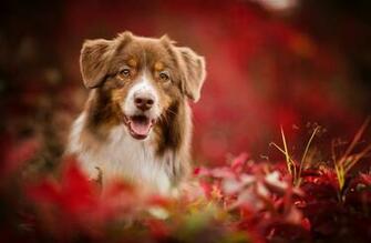 Australian Shepherd Wallpaper Background