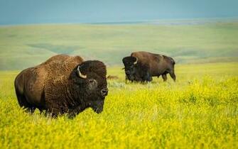 Buffalo Computer Wallpaper Desktop Background Id