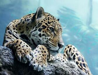 Cool Animal Wallpaper The Pictures Mobile Phone